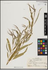 Foto von Salix acmophylla Boiss.